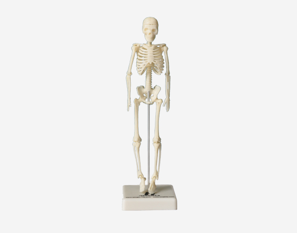 Skeleton Model (18cm)