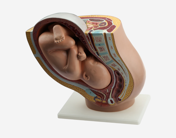 Pregnancy Pelvis With Mature Fetus Model 