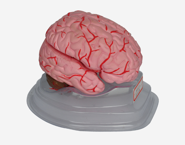 Brain With Arteries Model 9 Parts 