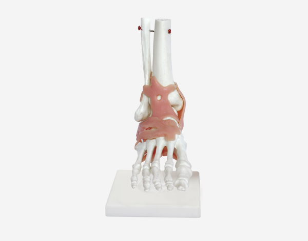 Skeleton Model of Human Foot