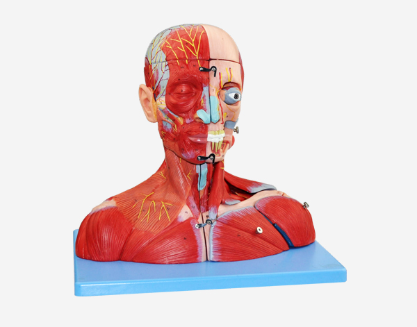 Head And Neck Musculature