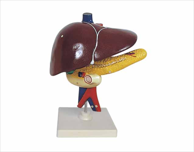 Human Liver Pancreas And Duodenum