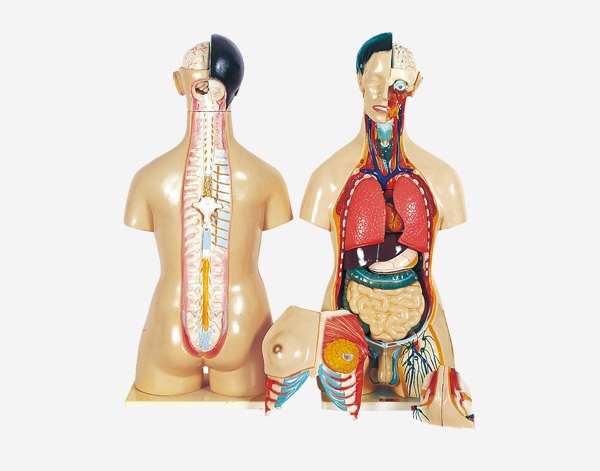Human male and female torso 23 Parts