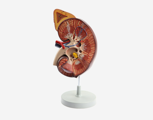 Model of Kidney with adrenal gland