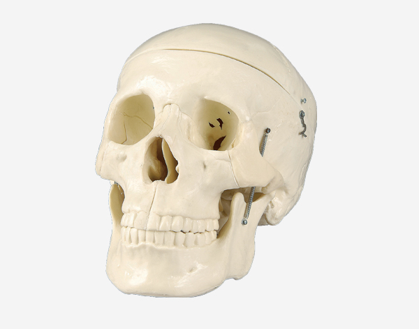  Model of adult skull