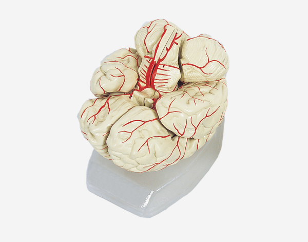  Human Brain With Arteries