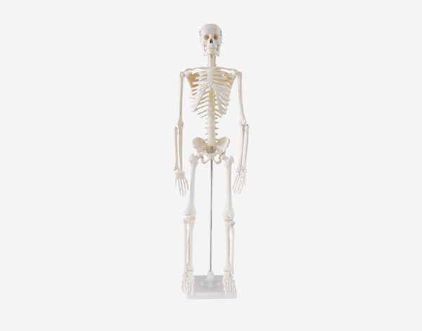 Model of human skeleton (85cm)