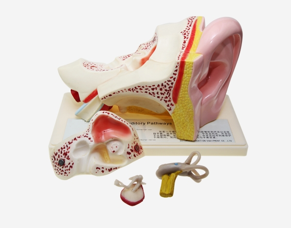 مجسم الأذن البشرية 3 اضعاف الحجم الطبيعي 