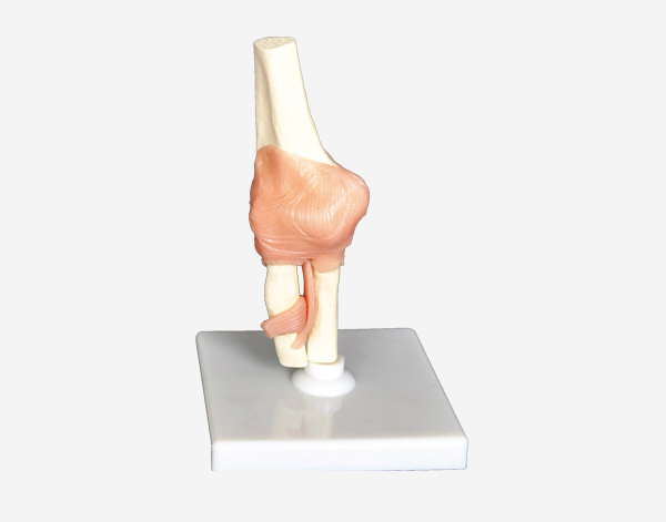 Human Elbow Joint Model Life size