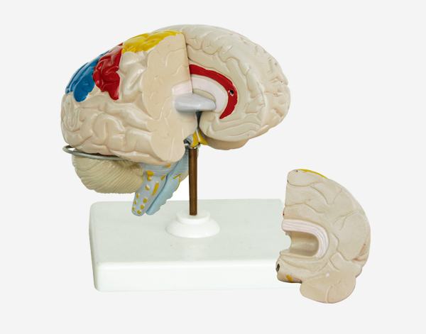 Model of Human Brain Life Size 
