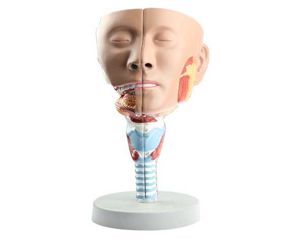 Human head Model 