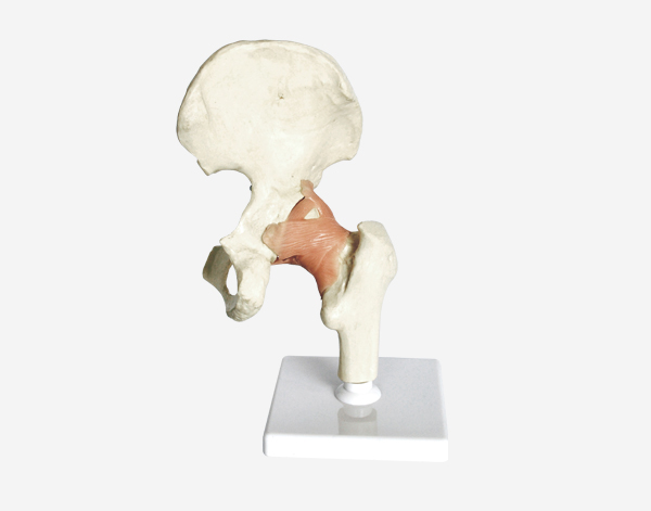 Human Hip Joint Model 