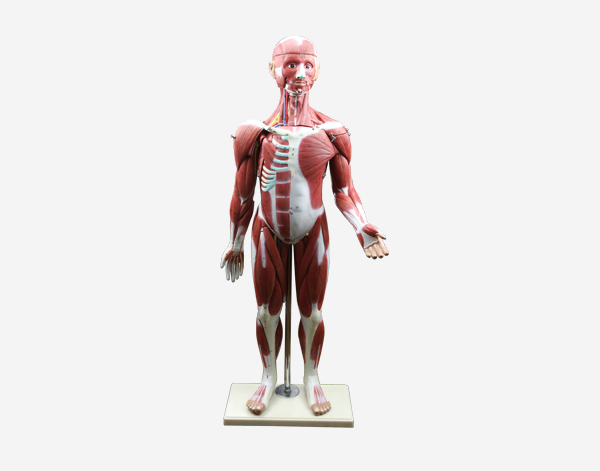 Muscular Figure Model 