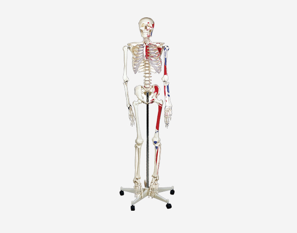  Human Skeleton Model (170cm)
