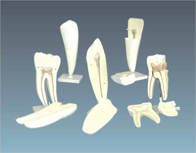 Human Tooth Set Model