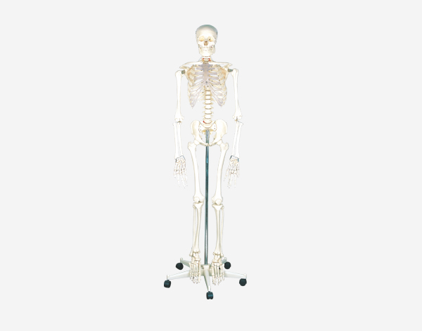 Model of Human Skeleton