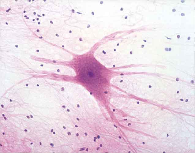 Nerve Cell Slide 