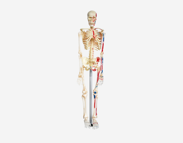 Skeleton left painted Model (18cm)